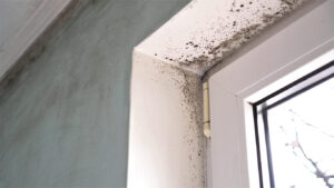 Restoration 247 Reversing Mold damage