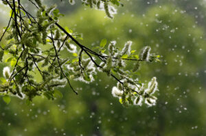 Post-Allergy Season Deep Cleaning in Salt Lake City Homes