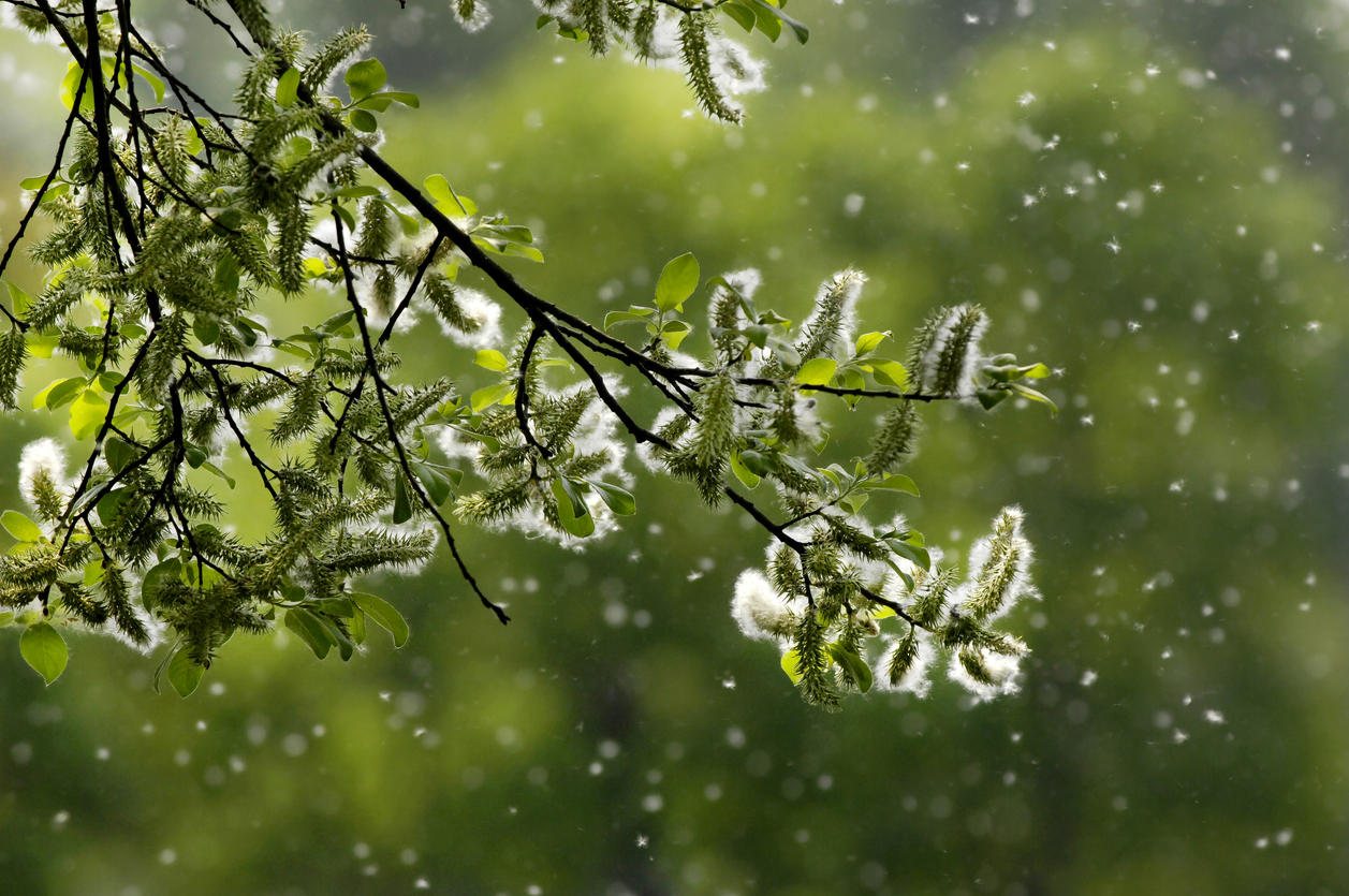 Post-Allergy Season Deep Cleaning in Salt Lake City Homes